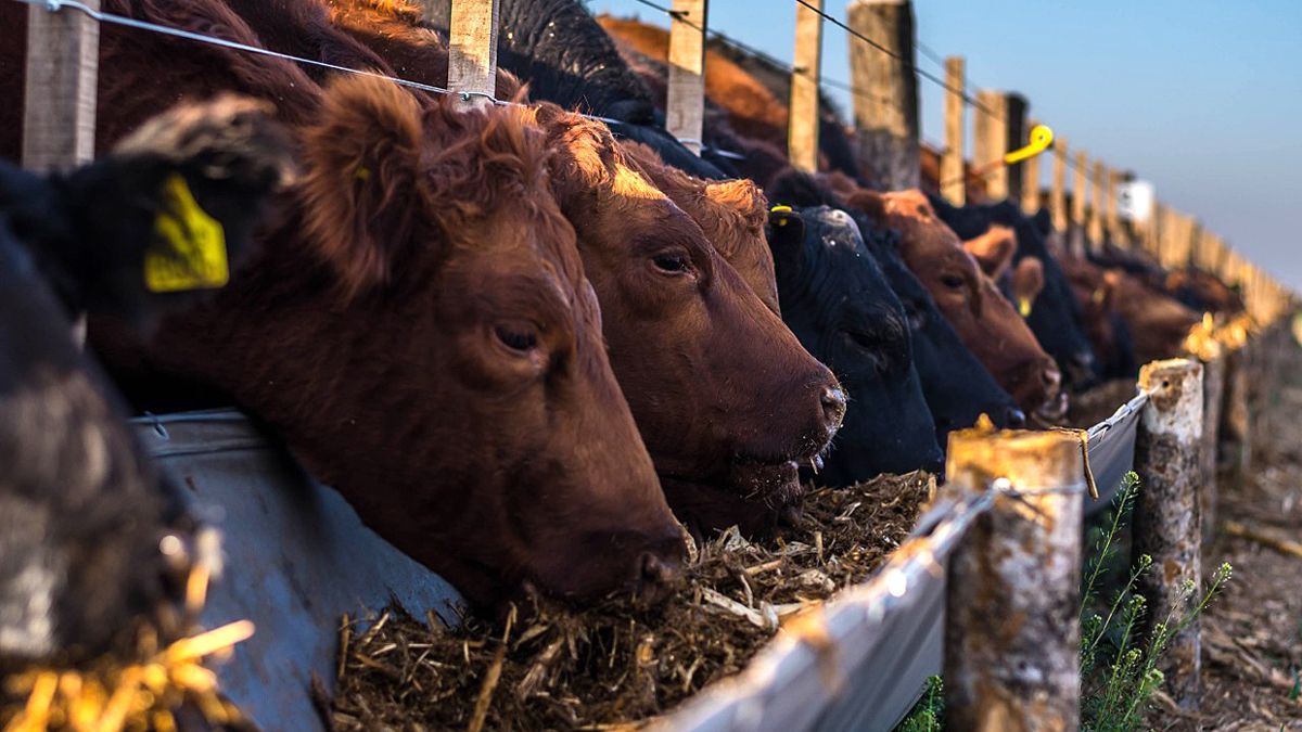 En la cadena no descartan un salto importante en los precios de hacienda y de la carne