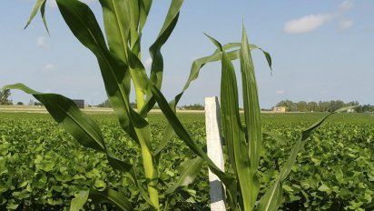 Fertilización, una variable crucial para evitar que el suelo se agote