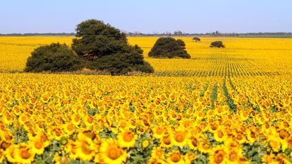 El girasol se expande y busca recuperar sus mejores años