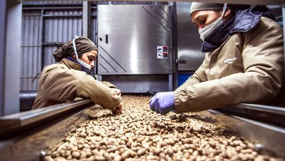 El maní, entre el Dólar Agro y una cosecha muy recortada