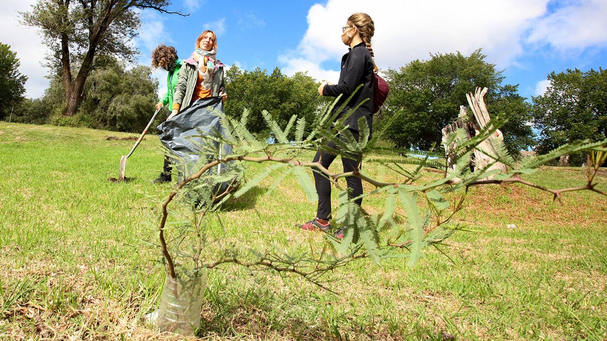 Fueron plantados 1.000 árboles en la Costanera Sur.