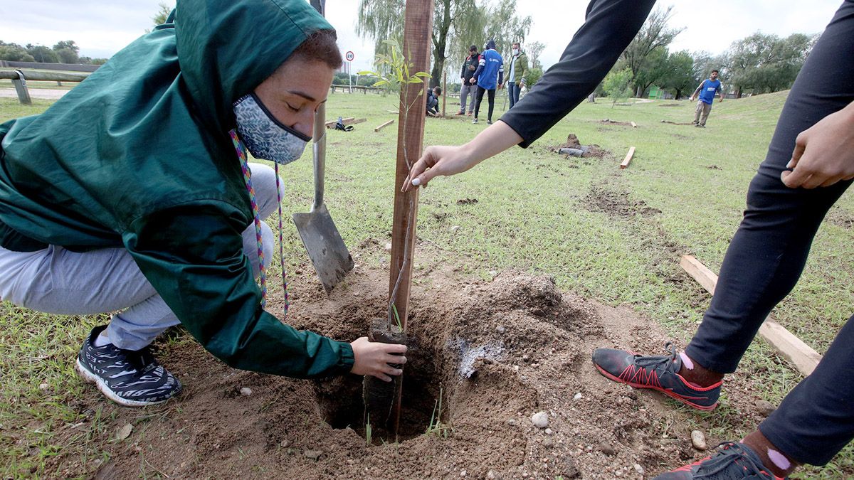 Unos 250 voluntarios participaron de la plantación de árboles.