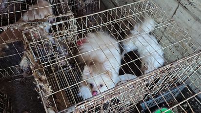 Rescataron a 87 perros en estado de desnutrición: estaban encerrados en una casa de Córdoba