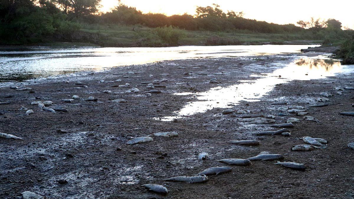 Las autoridades provinciales descartaron que la mortandad de peces en el río haya sido por contaminación del agua.