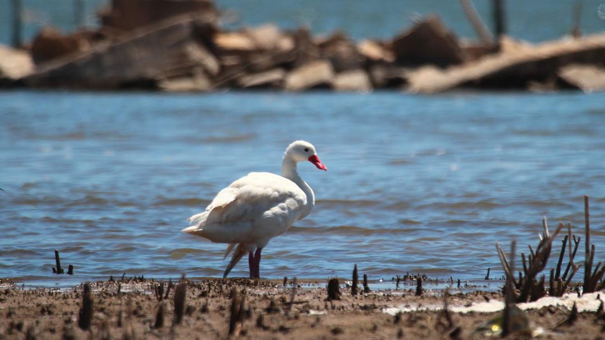 Ansenuza concentra más de 380 especies de aves.