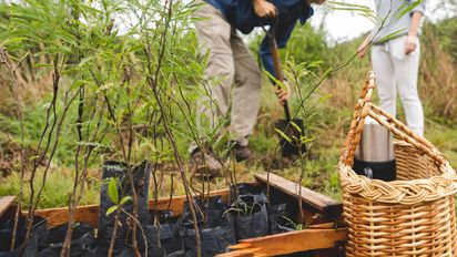 Achiras: voluntarios plantarán árboles nativos en el Cerro Inti Huasi