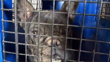 Rescatan a 146 perros de maltrato animal en Córdoba y Toledo