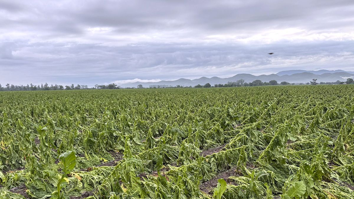 productores 1.jpg