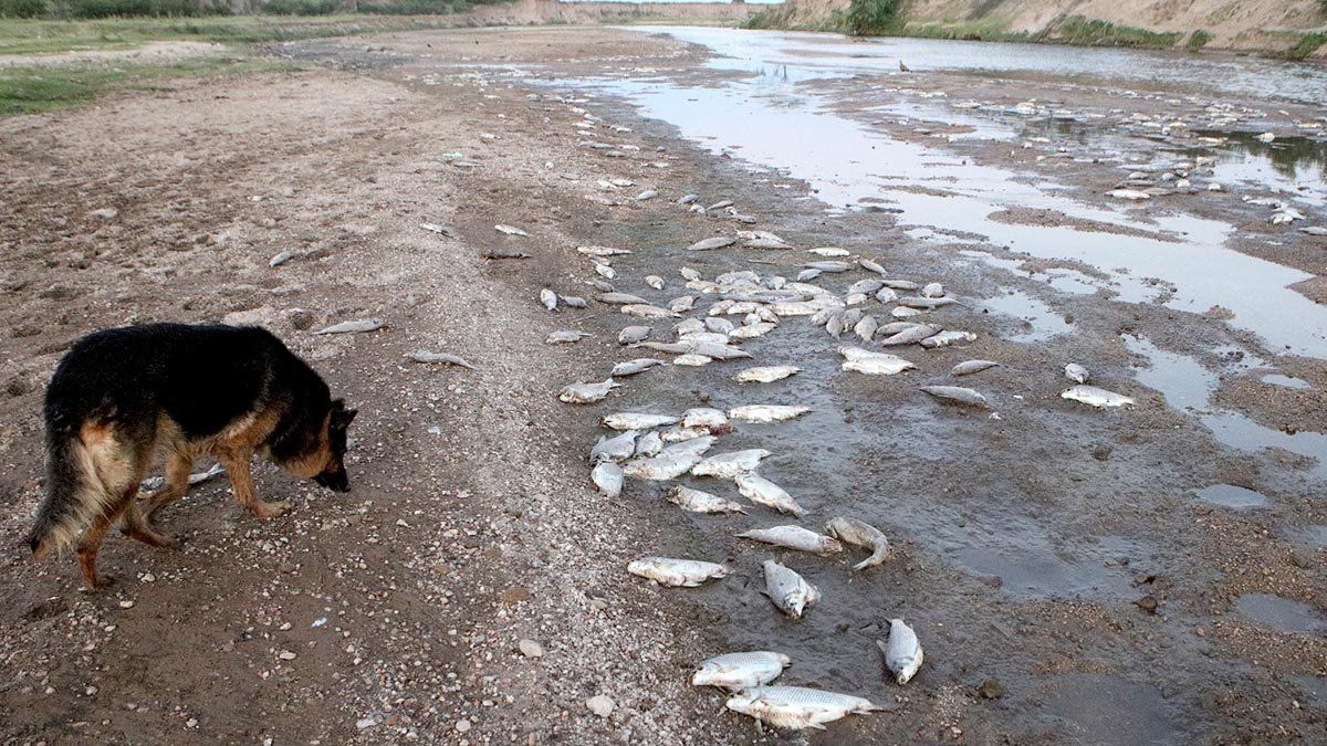 Los peces muertos comenzaron a acumularse desde el fin de semana.