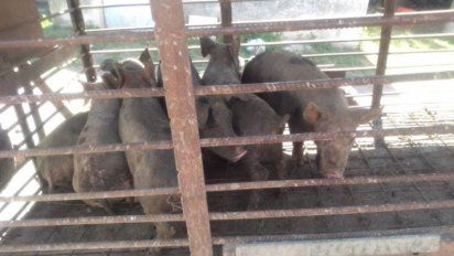 Encontraron en La Cautiva lechones sustraídos en Mackenna