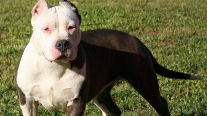 Córdoba: una mujer quedó grave tras un ataque de dos pitbulls