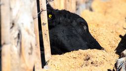 Los feedlots tienen un nivel elevado de ocupación para esta época del año.