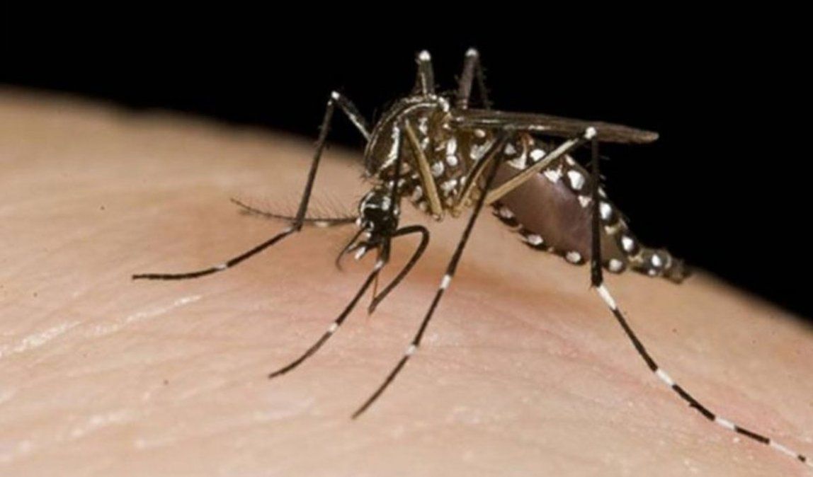 Córdoba registra 125 casos de dengue y 25 de chikungunya