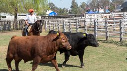 Los Angus negros y colorados dominan los corrales de la Rural desde ayer.