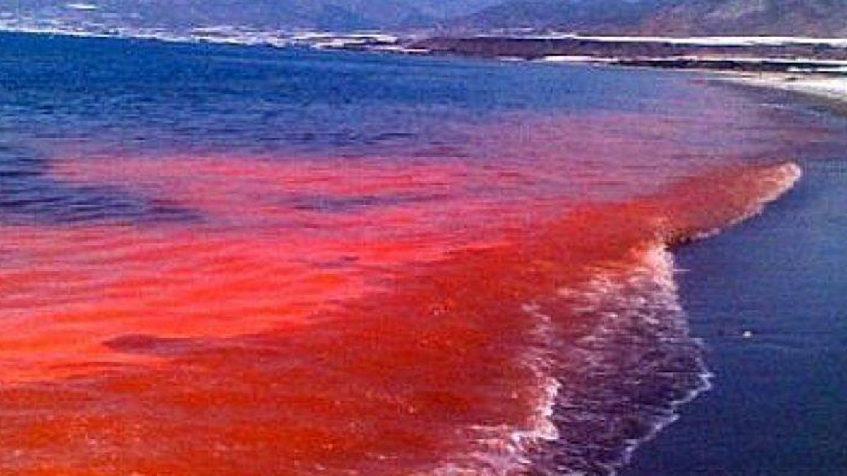 Alerta por crecida de marea roja en Península Valdés