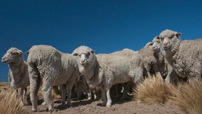 Prevención de problemas en ovinos ante la esquila preparto