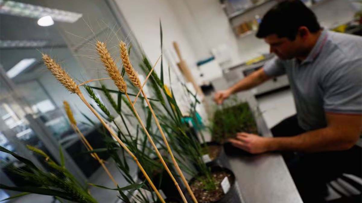 Estados Unidos aprobó el trigo tolerante a la sequía creado en la Argentina