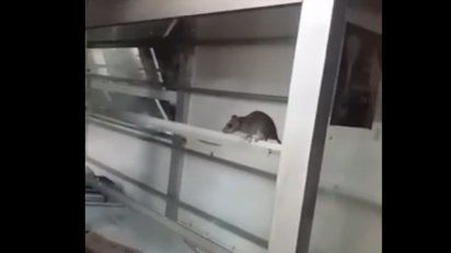 Tras el video de una rata, cierran una confitería céntrica