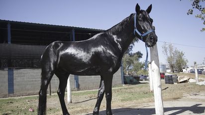 El país exportó casi 270 caballos  en pie por mes durante el 2025