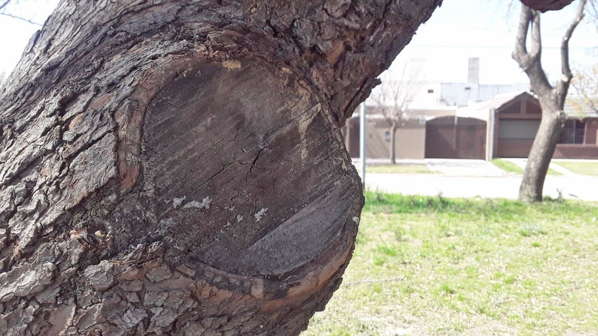 Alertan sobre el impacto de la poda de árboles en la primavera