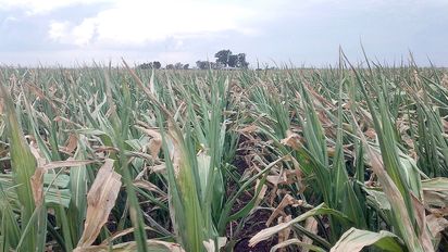 El 80% de los campos de la región sufrió la inusual helada de febrero