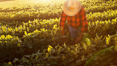 El Gobierno prorrogó la norma que permite trabajar en el campo temporalmente sin perder los planes sociales