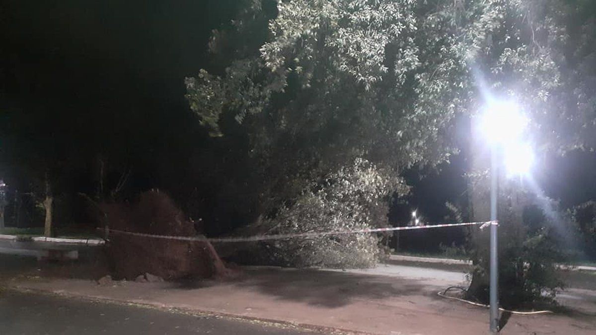 Uno de los árboles caídos en Sampacho.