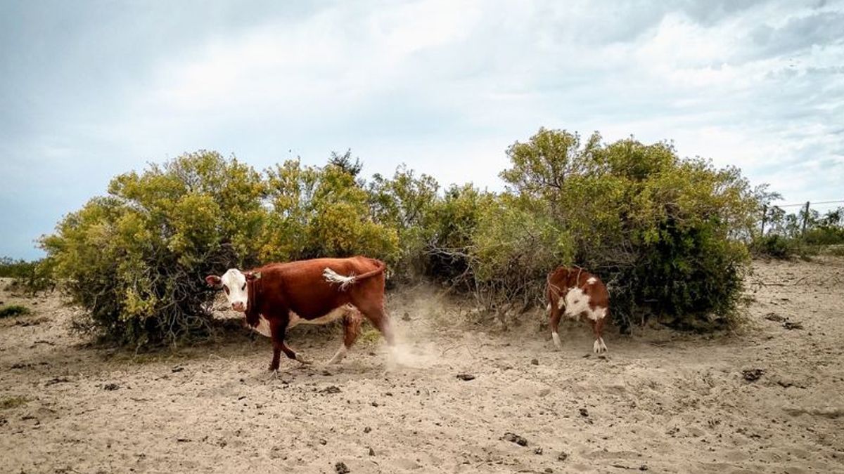 Este proyecto surge en un contexto de baja eficiencia y menor rentabilidad sostenida hace años.