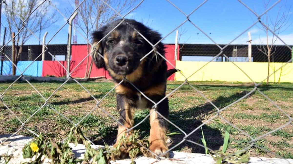 Desde El Centro De Adopción Rechazaron Noticias Falsas Sobre La Muerte ...