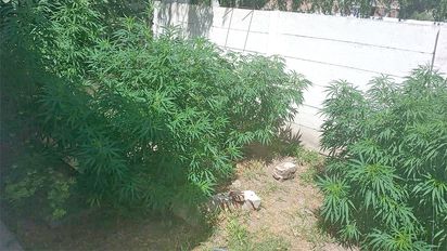 Berrotarán: fueron por un robo y se encontraron con un vivero de marihuana
