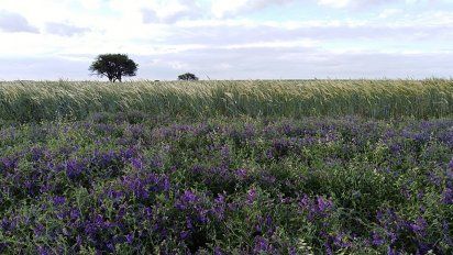 La microbiología clave para el cambio de paradigma en la producción agropecuaria