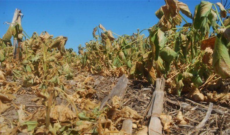 Si bien el precio en Matba-Rofex de la soja a cosecha (mayo 2022) aumentó un 14% entre septiembre del año pasado y este mes