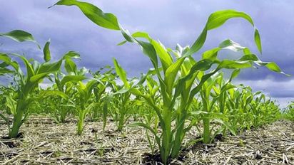 Ciencia y tecnología para una producción agropecuaria sustentable