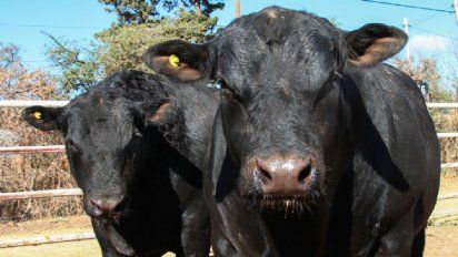 Los 3 temas productivos que enfrenta a la Nación con Córdoba