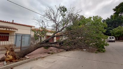 Cortes de ruta y árboles caídos como consecuencia del intenso viento