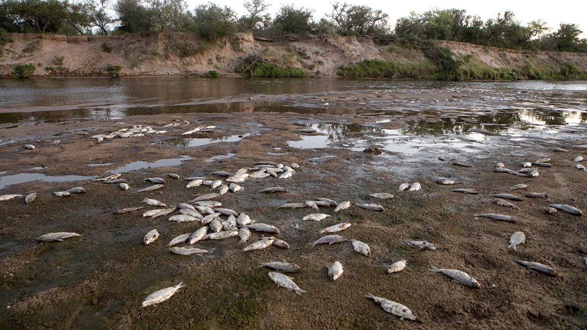 Los peces muertos aparecieron a pocos metros de la planta de tratamiento de líquidos cloacales.