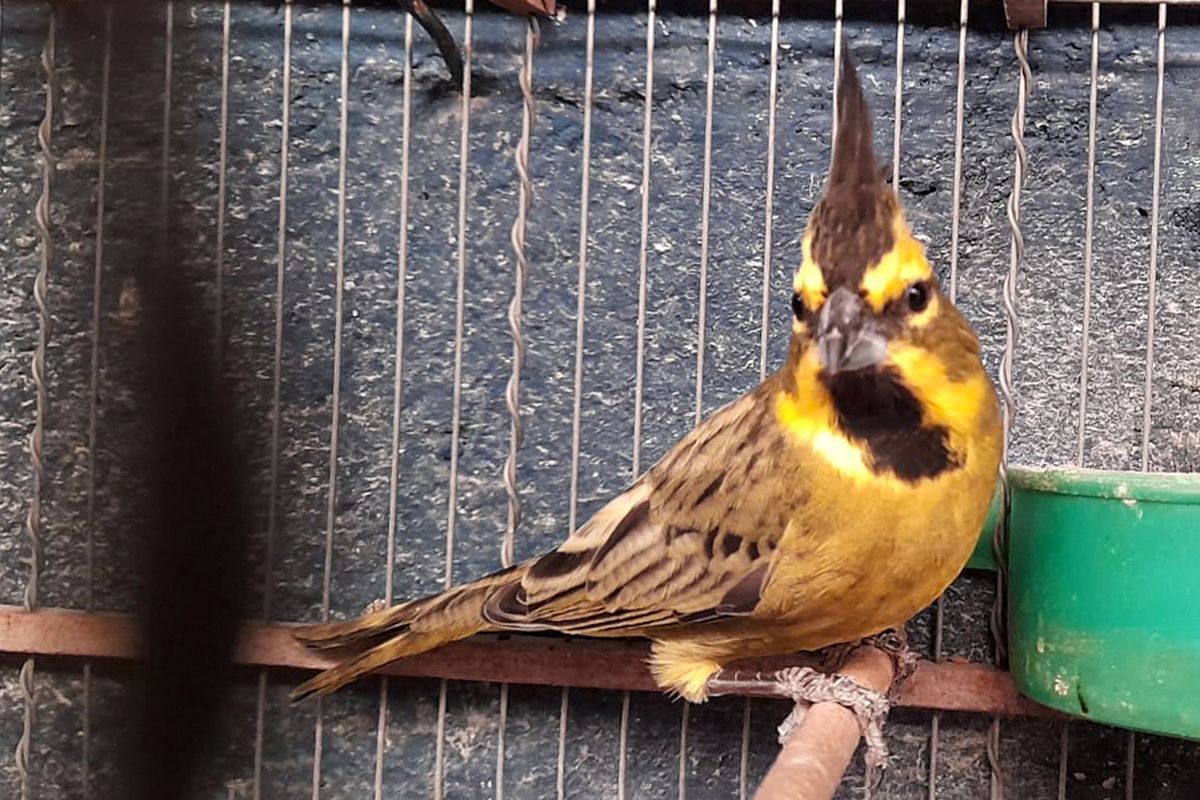 Policía Ambiental allanó dos viviendas y rescató 31 aves en Monte Maíz