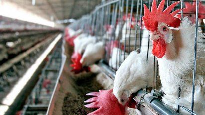 El productor integrado de pollos, en una situación extrema y delicada