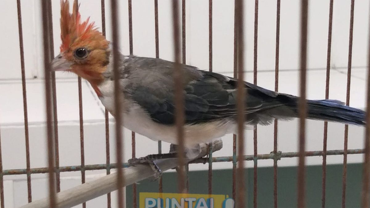 Las aves fueron rescatadas en Villa María y Arroyo Cabral.
