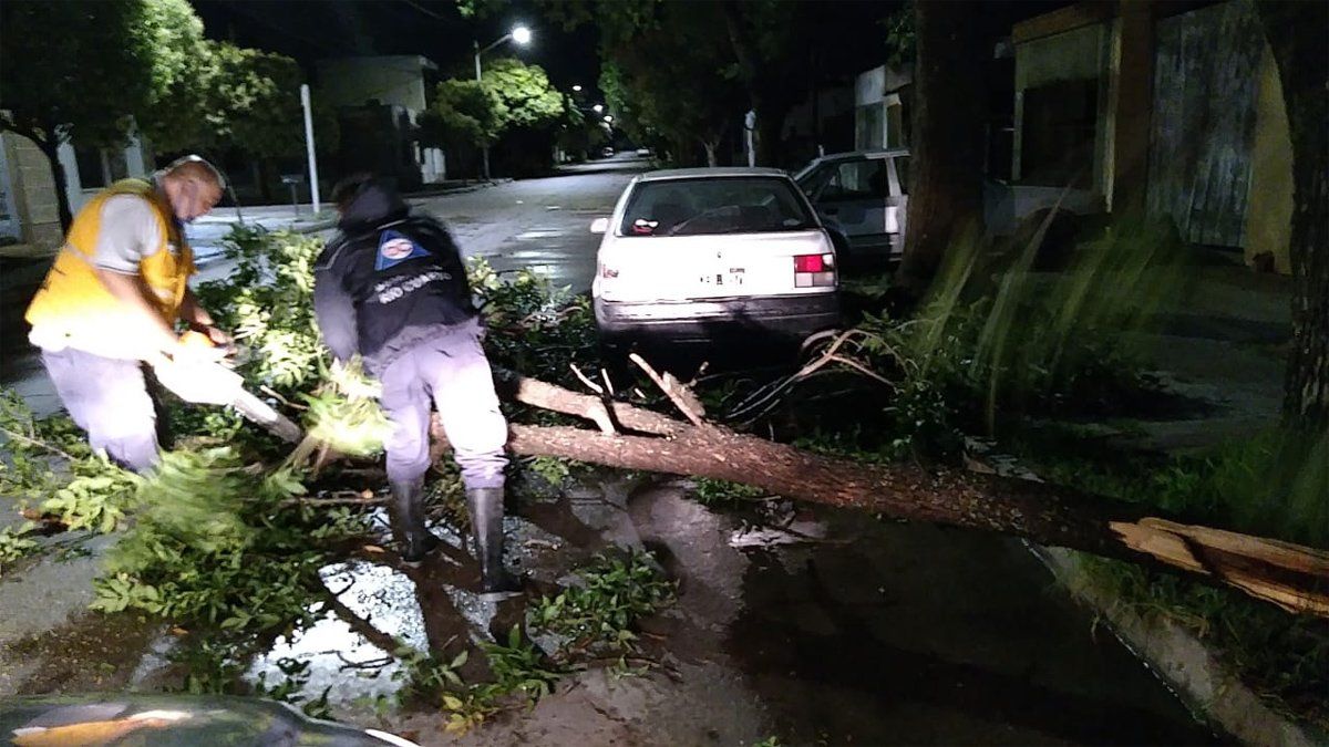 Ca&iacute;da de &aacute;rboles, la principal consecuencia por la tormenta en R&iacute;o Cuarto.