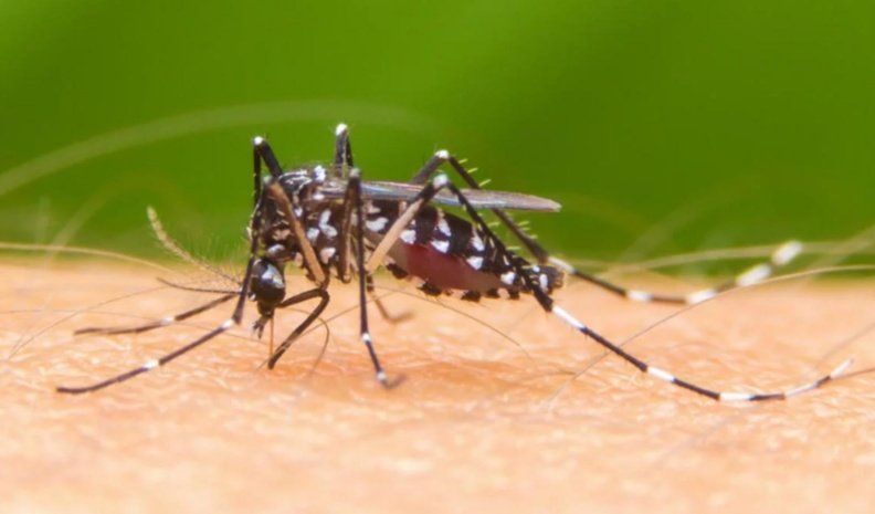 Ya son 344 los casos de dengue registrados esta temporada en la provincia