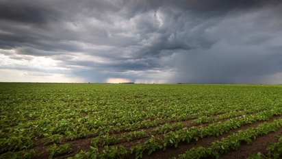 El pronóstico de lluvias entusiasma al sector agropecuario