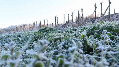 Por las heladas, declararon el estado de emergencia agropecuaria en Córdoba
