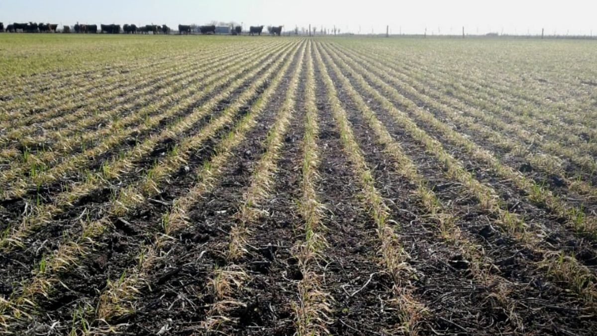 La falta de lluvias amplía la preocupación en el campo
