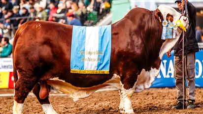 Del fondo del norte cordobés: el gran campeón Braford es de Ischilín