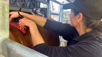 Comenzó ArgenCarne, con charlas porcinas e ingreso de vacunos y ovinos