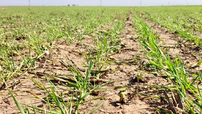 Por la sequía y los costos, anticipan que habrá menos maíz y más soja