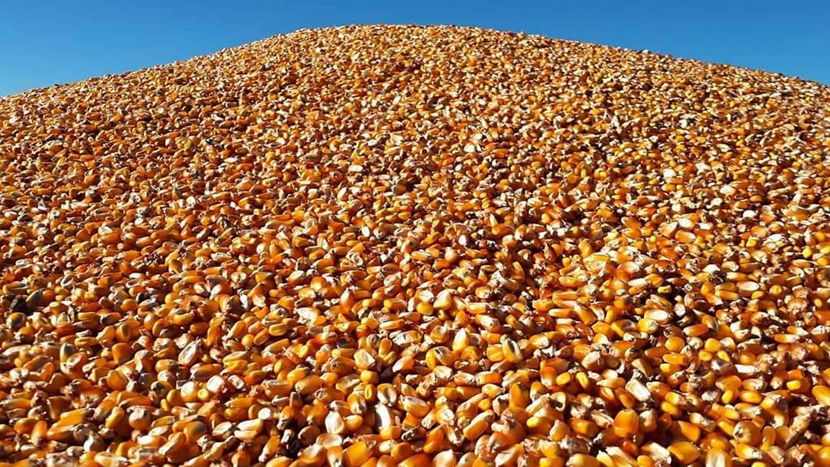 Industrialización del maíz en Córdoba alcanzó al 27% del total de la producción provincial