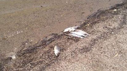Canals: se redujo el caudal de la laguna La Helvecia y hay mortandad de peces