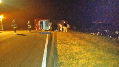 Canals: volcó un camión con 27 vacunos en ruta 8